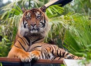 Beautiful Male Tiger, Striking A Pose At Edinburgh Zoo